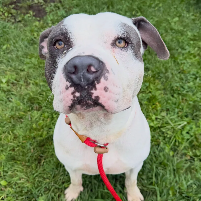 A young large-sized male Pit Bull Terrier dog named Draco Tag for adoption in Central Islip, NY