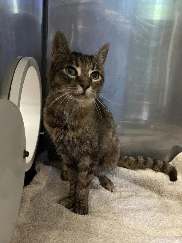 A senior medium-sized female Brown / Chocolate Domestic Short Hair cat named Kirka for adoption in Woodland, CA