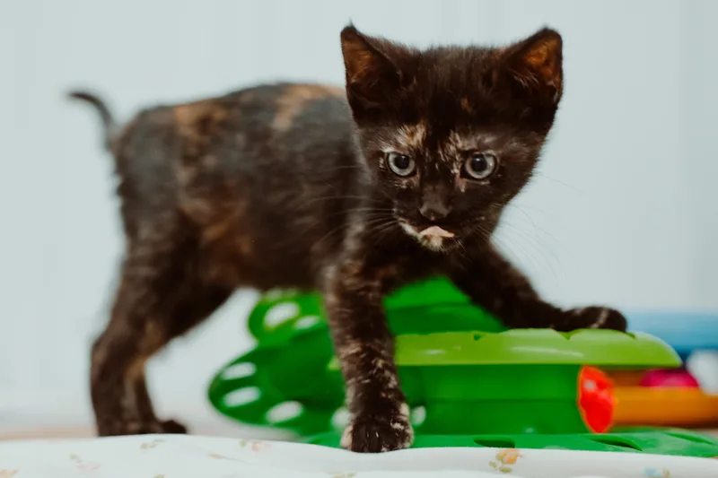 A young small-sized female Tortoiseshell cat named Hope for adoption in Le Mars, IA