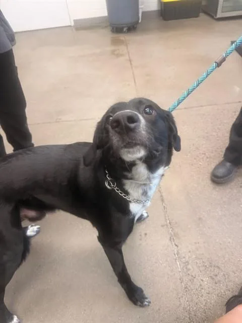 A young large-sized male Labrador Retriever dog named Mango for adoption in Mesa, AZ