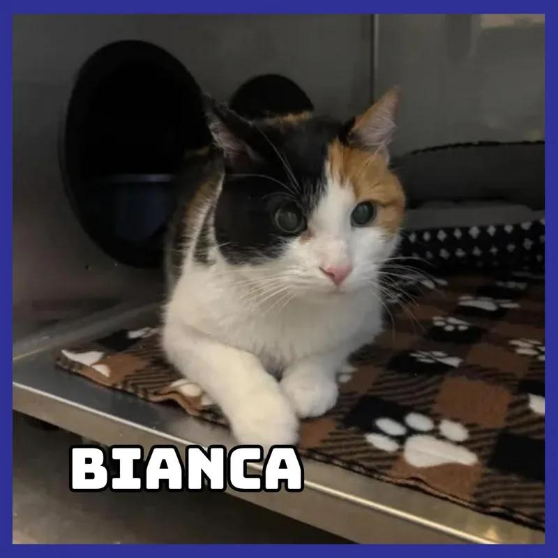 A senior large-sized female Domestic Short Hair cat named Bianca for adoption in Glenwood, MN