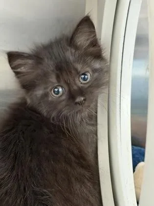 A baby small-sized female Domestic Medium Hair cat named Orbit for adoption in New Orleans, LA