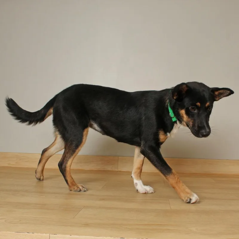 A young medium-sized female Black Australian Cattle Dog / Blue Heeler dog named June Bug D for adoption in Minnetonka, MN