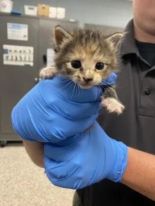 A baby small-sized female Domestic Short Hair cat named Amelia Mignonette Thermopolis Renaldi for adoption in Gastonia, NC