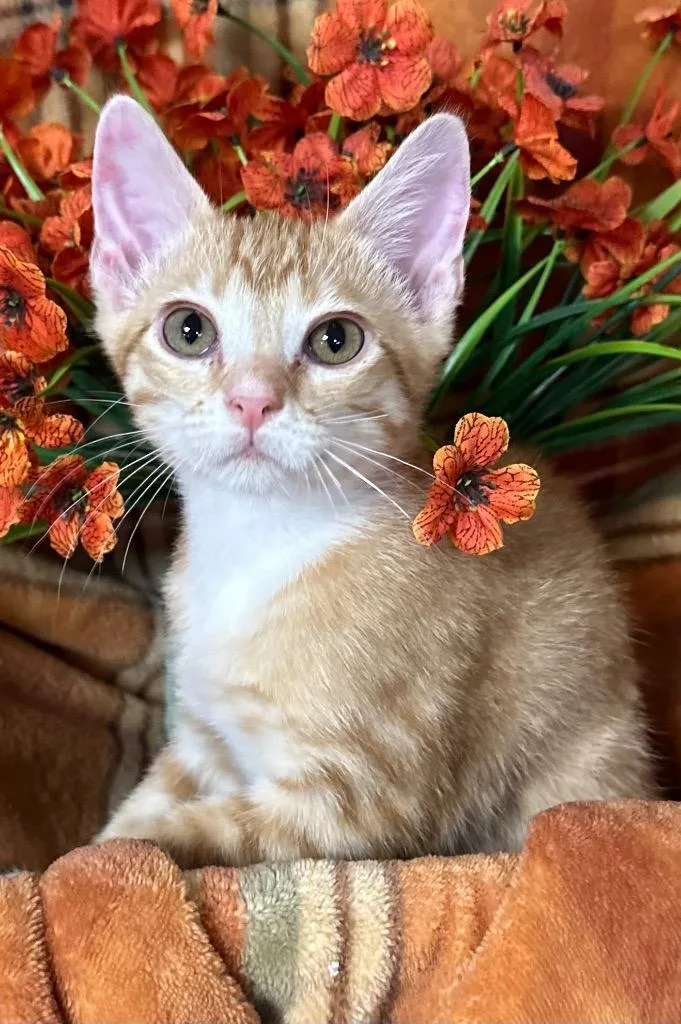 A baby small-sized male Domestic Short Hair cat named George for adoption in Stillwater, OK