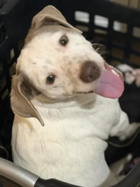 An adult small-sized male White / Cream Rat Terrier dog named Mikey for adoption in Houston, TX