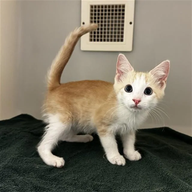 A baby small-sized male Domestic Short Hair cat named Petey for adoption in Statesville, NC