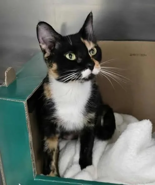 An adult medium-sized female Calico Domestic Short Hair cat named Lady Tremaine for adoption in Winthrop, ME