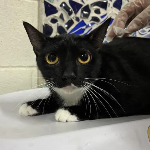 A young medium-sized female Domestic Short Hair cat named Magnolia for adoption in Pensacola, FL