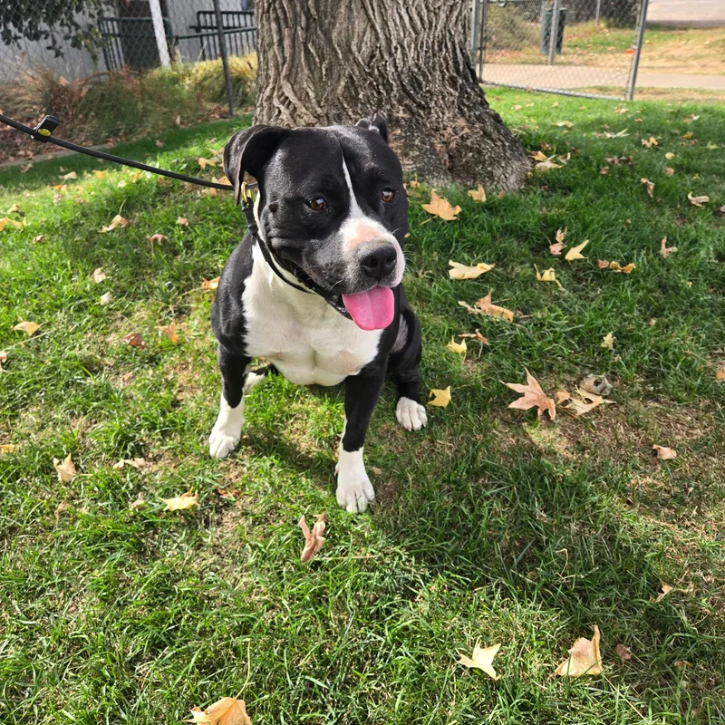 An adult large-sized male American Bully dog named Cliff for adoption in Oakdale, CA