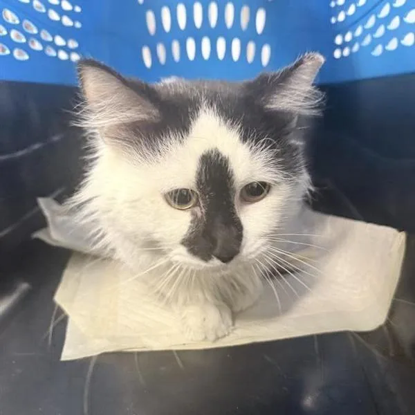 An adult medium-sized male White Domestic Short Hair cat named Hudson for adoption in New York, NY