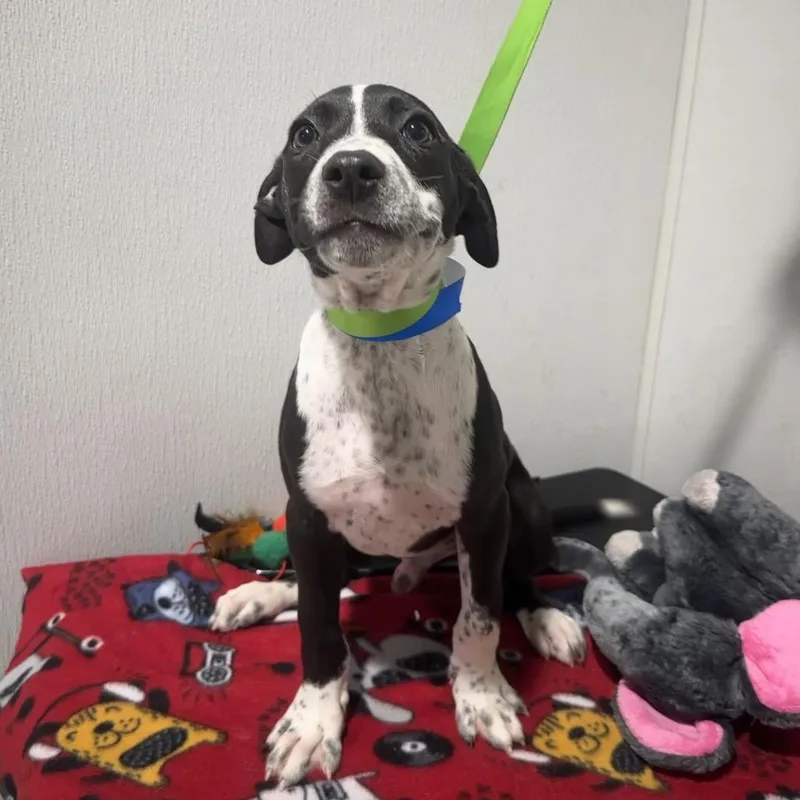 A baby medium-sized male Black Border Collie dog named Redd for adoption in Tampa, FL