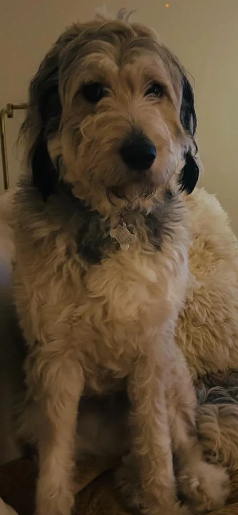 An adult small-sized male Great Pyrenees dog named Alpine for adoption in West Bloomfield, MI