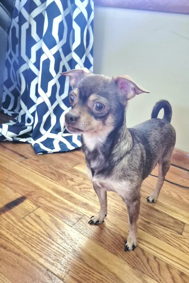 Coco thumbnail 6