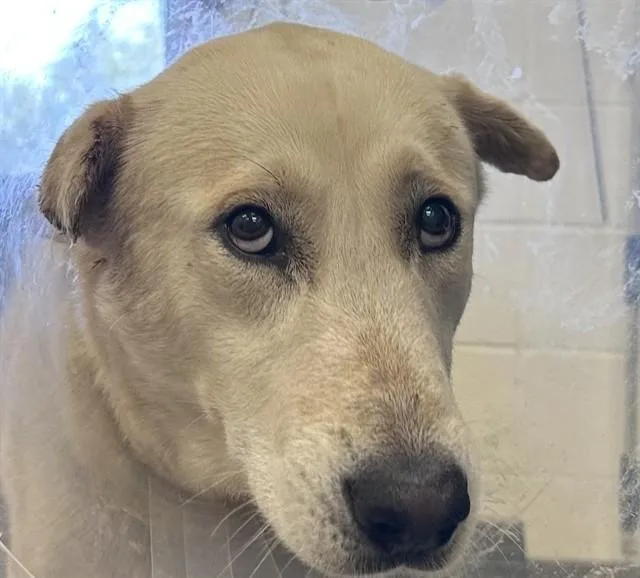 A young large-sized male Husky dog named Sarge for adoption in Tucson, AZ