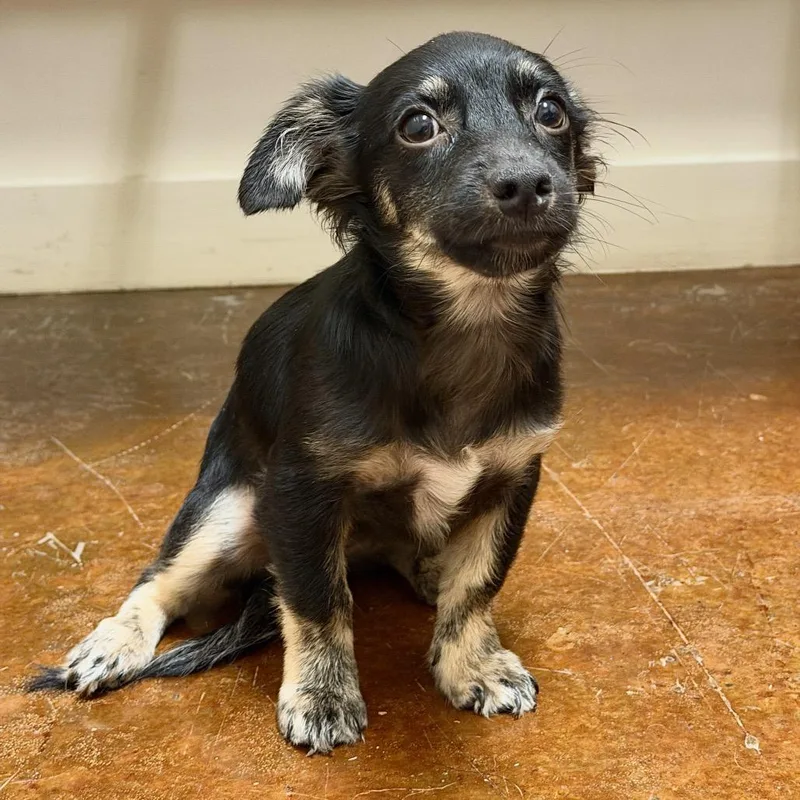 A baby small-sized female Chihuahua dog named Ballerina for adoption in Hattiesburg, MS