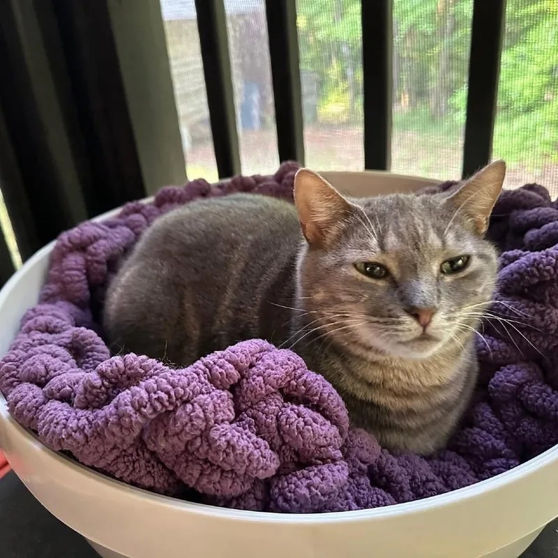 An adult small-sized female Gray / Blue / Silver Domestic Short Hair cat named Dulce Mama for adoption in Tuscaloosa, AL