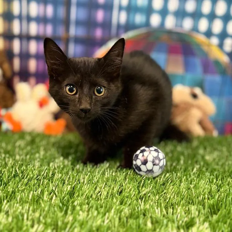 A baby small-sized male Black Domestic Short Hair cat named Tux for adoption in Houston, TX
