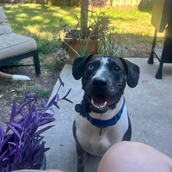 Betsy Blue