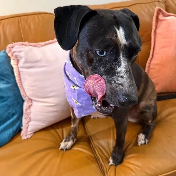Betsy Blue thumbnail 3