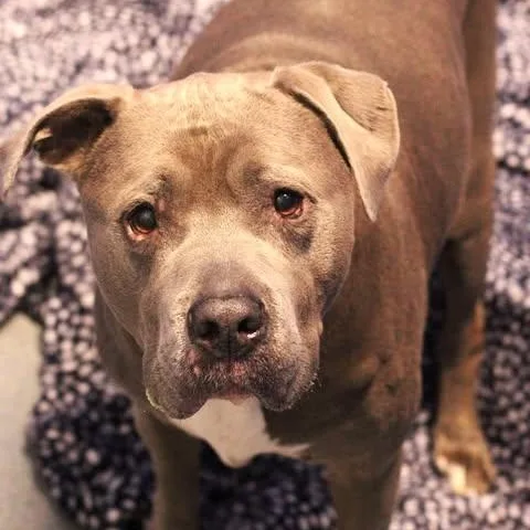 An adult large-sized male Gray / Blue / Silver Pit Bull Terrier dog named 26-00946 for adoption in Fredericksburg, VA
