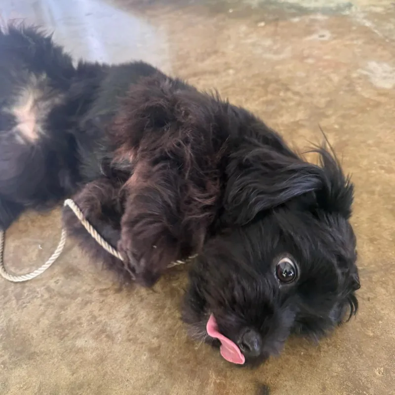 A baby small-sized female Shih Tzu dog named Ollie for adoption in New York, NY