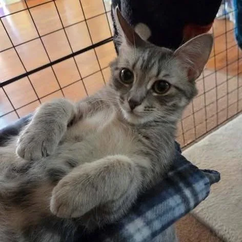 A young small-sized female Gray / Blue / Silver Domestic Short Hair cat named Louise for adoption in Charlottesville, VA