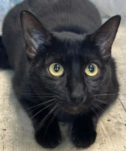An adult small-sized female Domestic Short Hair cat named Bugle for adoption in Shreveport, LA