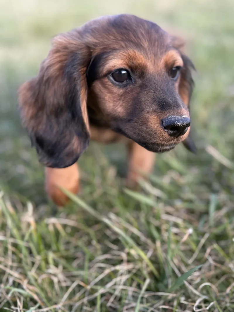 A baby small-sized female Dachshund (Miniature Long Haired) dog named Patsy for adoption in Iron Ridge, WI