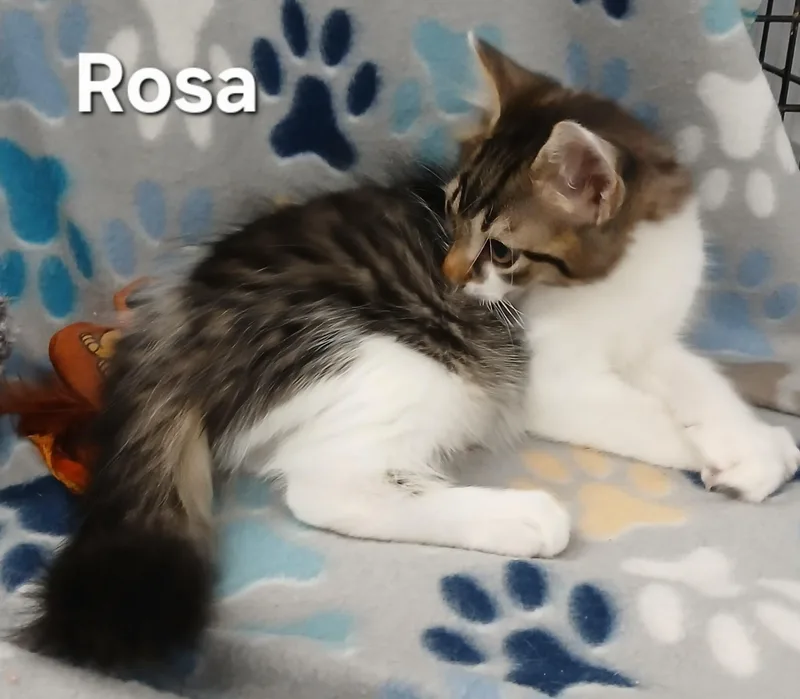 Rosa & Leo BONDED thumbnail 2