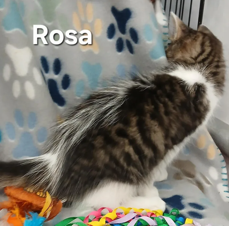 Rosa & Leo BONDED thumbnail 4