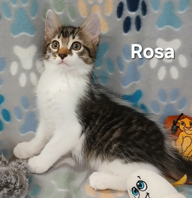 Rosa & Leo BONDED thumbnail 5