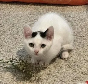 A young small-sized male American Shorthair cat named Gustave for adoption in Rockville, MD
