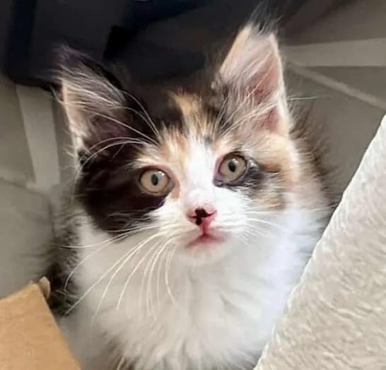 A baby medium-sized female Domestic Medium Hair cat named Animal Cracker for adoption in San Jose, CA