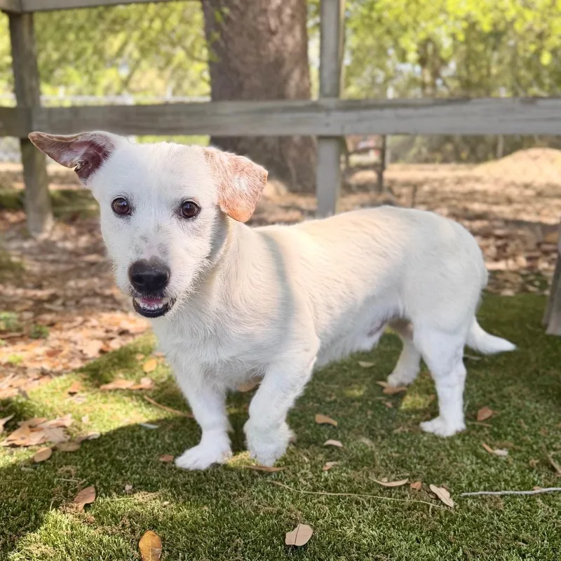 An adult medium-sized male White / Cream Mixed Breed dog named Judah for adoption in Milton, FL