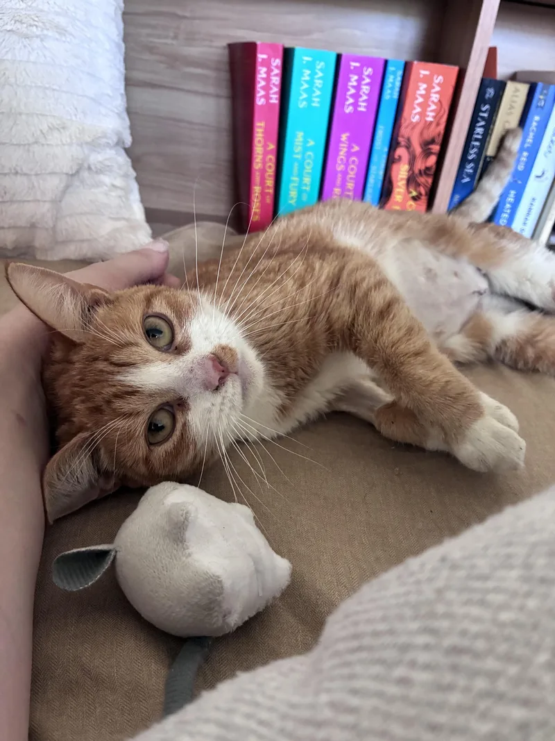 A young medium-sized female Domestic Short Hair cat named Gwyneth for adoption in Albany, NY