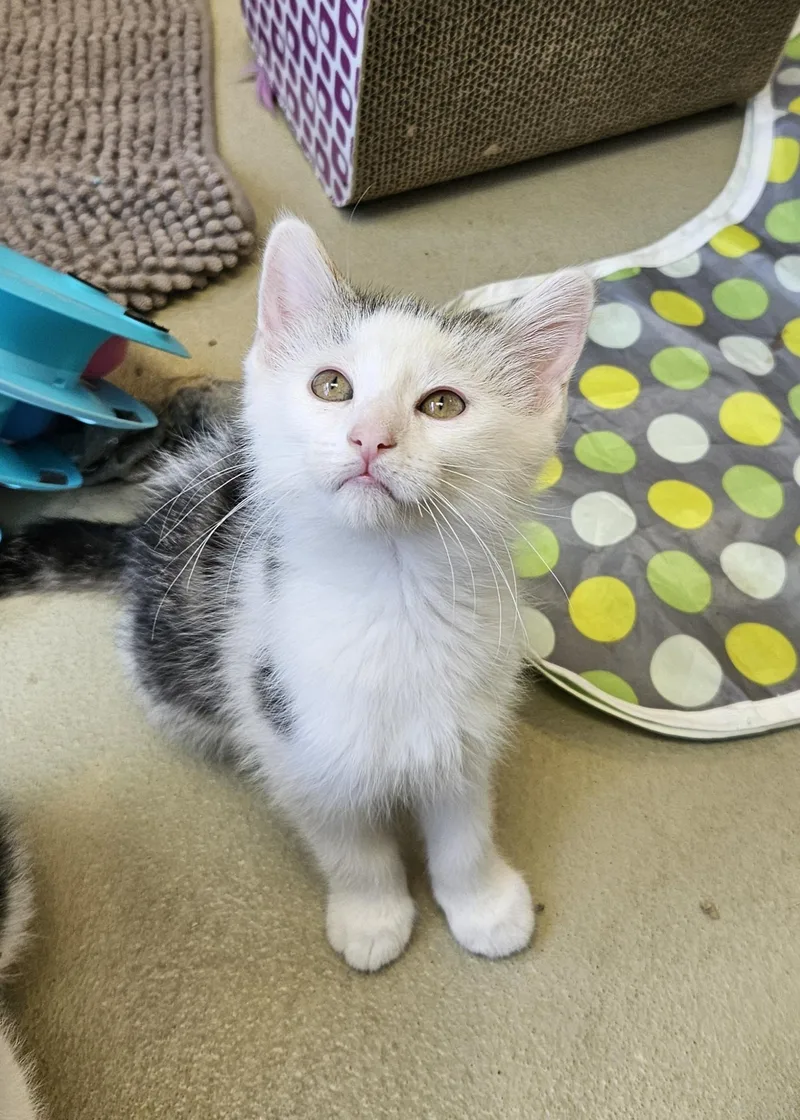 A baby small-sized male Tabby (Brown / Chocolate) Domestic Medium Hair cat named Remy for adoption in Bluffton, IN