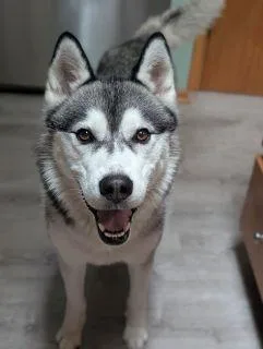 An adult medium-sized male Gray / Blue / Silver Husky dog named Jojo for adoption in Schaumburg, IL