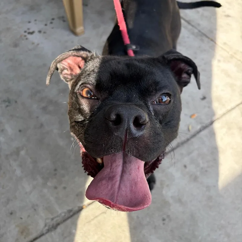 An adult medium-sized male Pit Bull Terrier dog named Aris for adoption in Newark, NJ