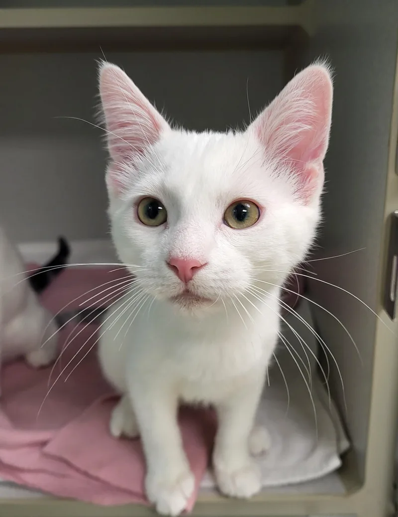A baby medium-sized female White Domestic Short Hair cat named Lowes for adoption in Grayslake, IL