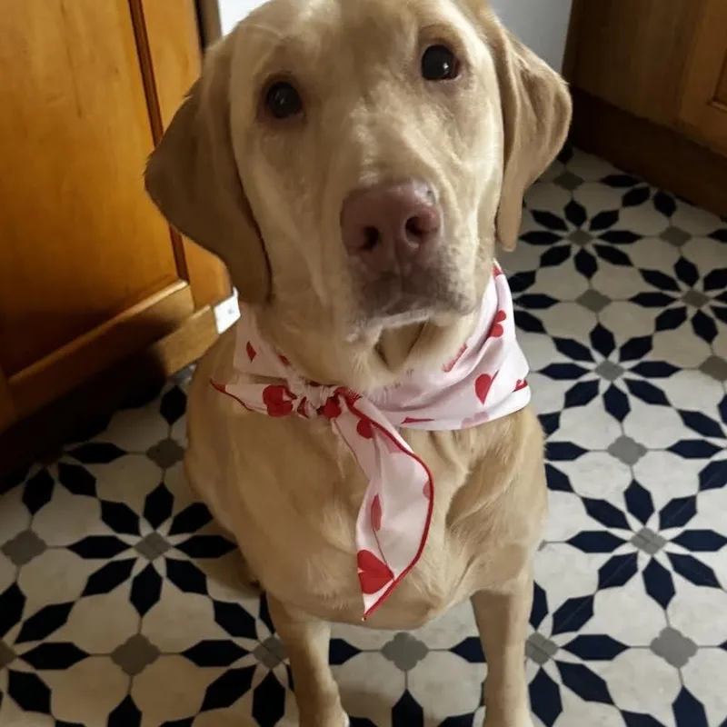 An adult medium-sized female Yellow / Tan / Blond / Fawn Yellow Labrador Retriever dog named Diane Aka Goldie for adoption in Ferndale, MI