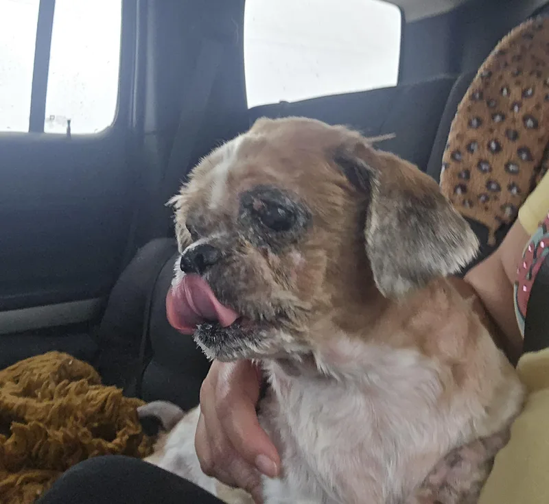 A senior small-sized female Gray / Blue / Silver Shih Tzu dog named Estella for adoption in Springfield, MO