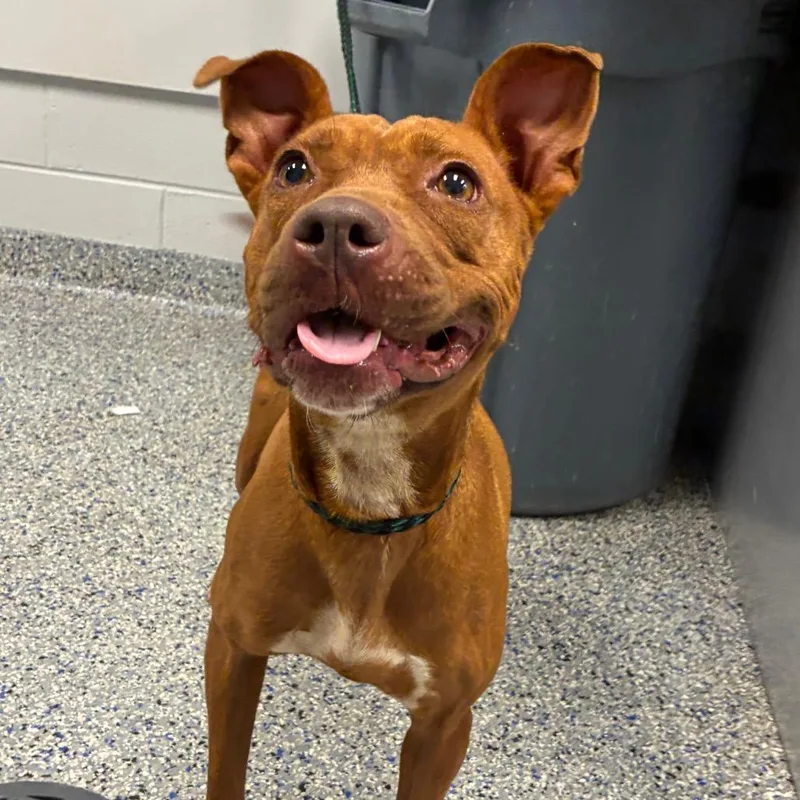 An adult medium-sized female Brown / Chocolate Mixed Breed dog named Sparkles for adoption in Greenville, SC