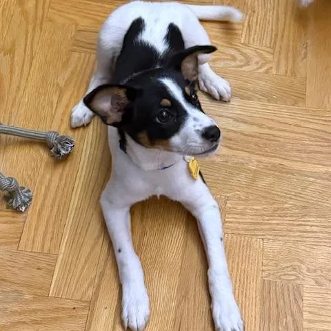 A baby small-sized female White / Cream Border Collie dog named Bailey for adoption in Staten Island, NY