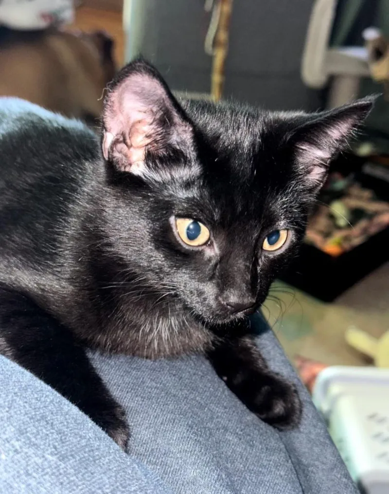 A baby medium-sized female Black Domestic Short Hair cat named Cleo for adoption in Clayton, NJ
