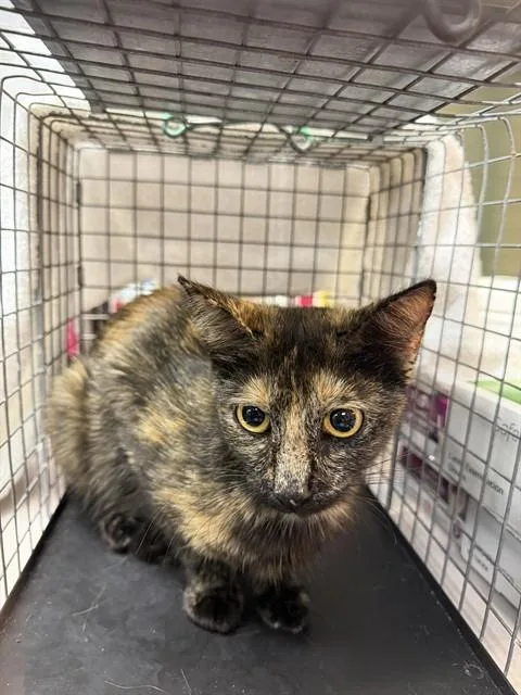 An adult medium-sized female Domestic Short Hair cat named Mystic for adoption in Jacksonville, FL
