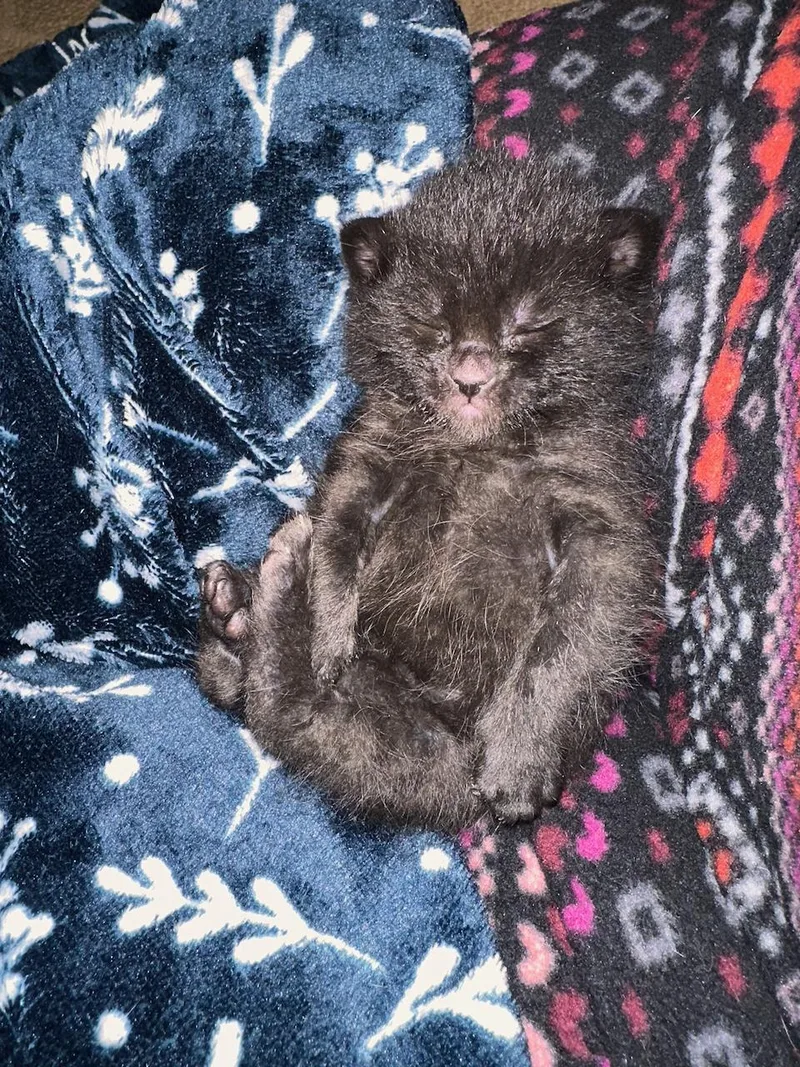 A baby medium-sized male Black Domestic Short Hair cat named Butch for adoption in East Brunswick, NJ