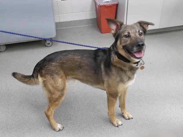 An adult medium-sized male German Shepherd Dog dog named Huck for adoption in Omaha, NE