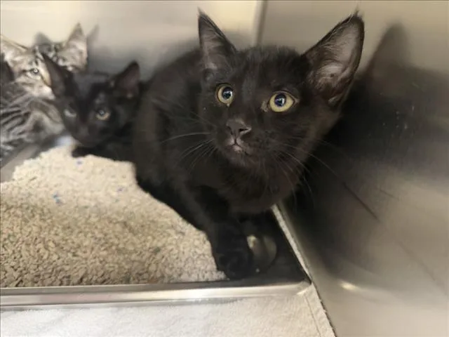 A baby small-sized female Domestic Short Hair cat named Beth for adoption in Santa Fe, NM