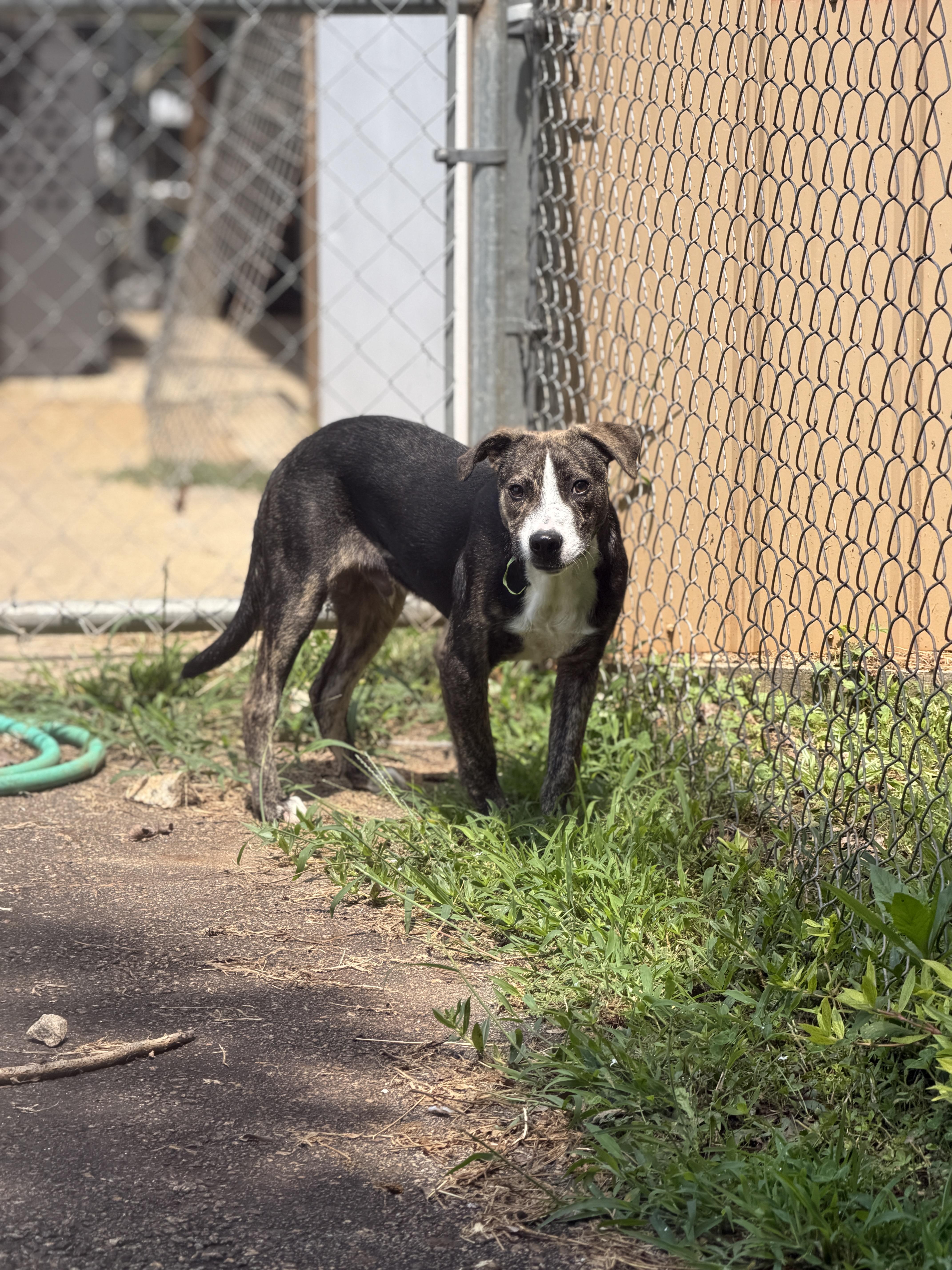 A young large-sized male Brindle Mixed Breed dog named Ricky for adoption in Elberton, GA